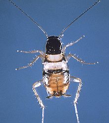 Brownbanded cockroach