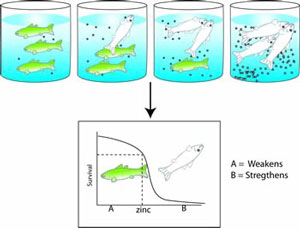 Figure 4-2 illustrates the relationship of the increase or decrease in dead fish based on the dose as observed by laboratory studies.