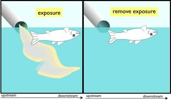 Figure 4-5b illustrates the impairment (dead fish) occurs when the causal agent is present (an effluent of the same type as at the impaired site) and when it is removed (the effluent is shut down).