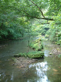 Photo of a shallow stream with vegetation on the rocks and logs in the river.