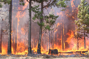 Smoke from the Stickpin forest fire in Washington State, road, low visability