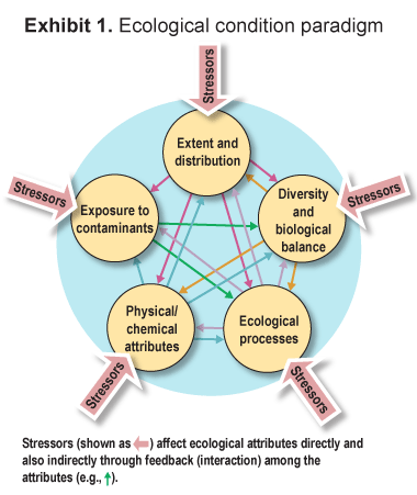 Exhibit 1. This exhibit shows a simple paradigm for understanding ecological condition. The exhibit shows five interconnected elements: extent and distribution; diversity and biological balance; ecological processes; physical/chemical attributes; and expo