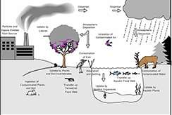 drawing of multiexposure factors