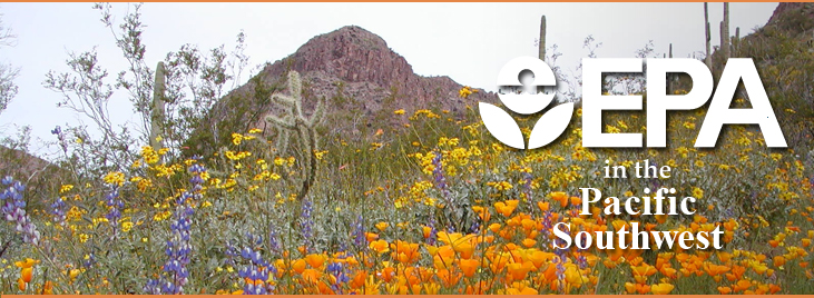 Orange poppies and cactuses