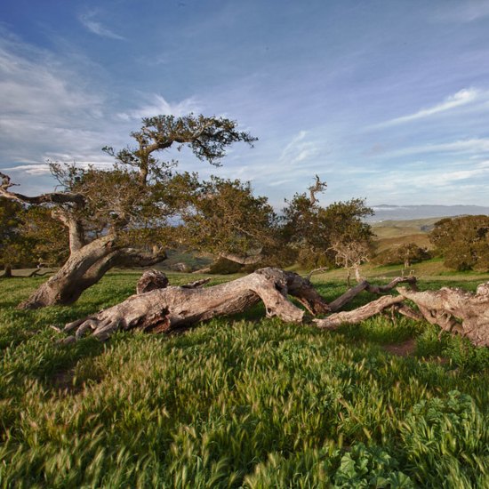 A low sprawling tree in a green field, with mountains in the background.