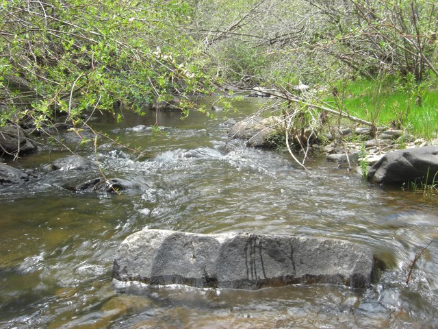 Small stream with dense overhanging vegetation.