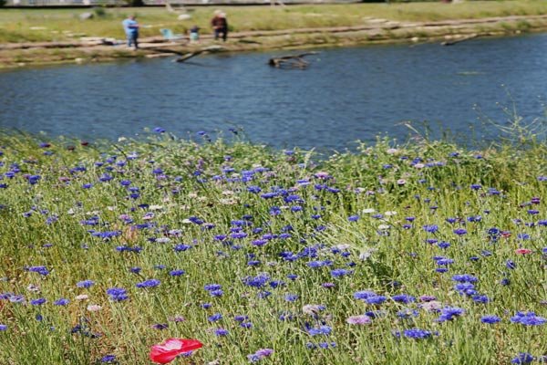 White Lake Causeway after restoration shows healthy wildlife and new recreational apportunities.