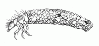 Illustration of a caddisfly making a case, this was why this was picked as an acronym for the SI process.