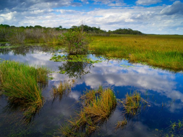 Southwest Florida Salt Marsh