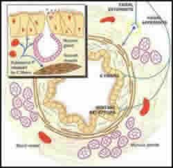 bronchial airways 