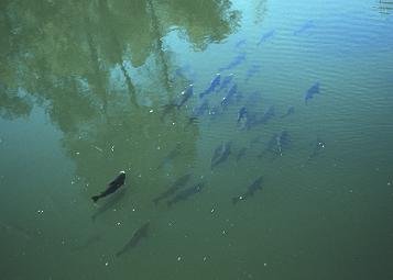 Fishes in a pond