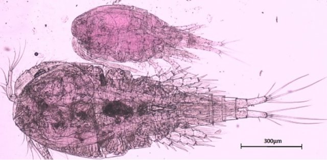 Non-native species of Thermocyclops found in the Great Lakes