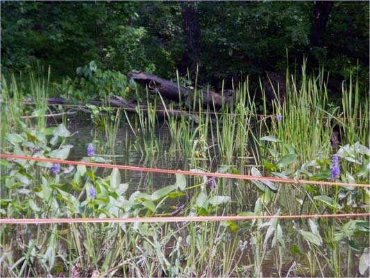 This picture shows a riverine fringing wetland habitat reconstruction effort. These efforts occur after the dredging and backfilling processes.