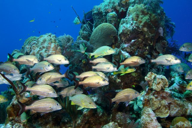 Blue-striped grunt swimming over stony coral outcrop.