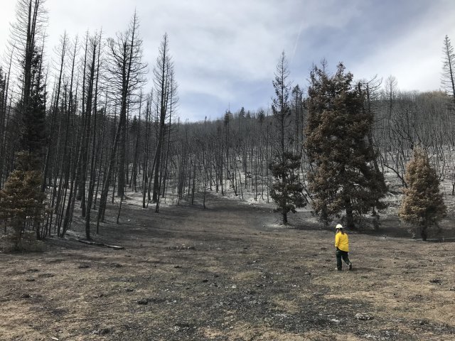 Walking through a forest area burned over by the Pole Creek wildfire.