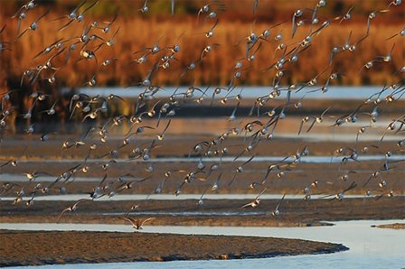 Birds flying over an estuary