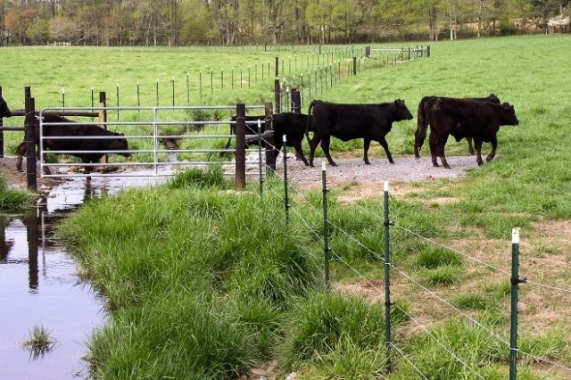 Stream crossing for cows