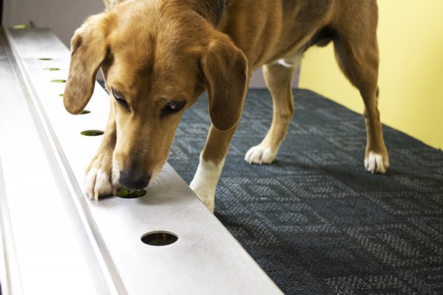 Dog sniffs samples