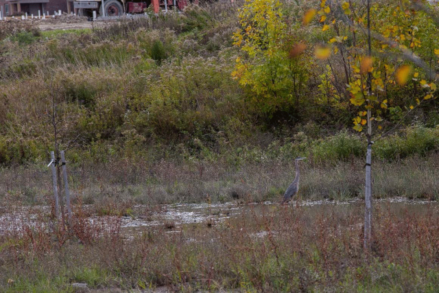 photo of Wildlife present in the pools created near the Partridge Creek streambank.