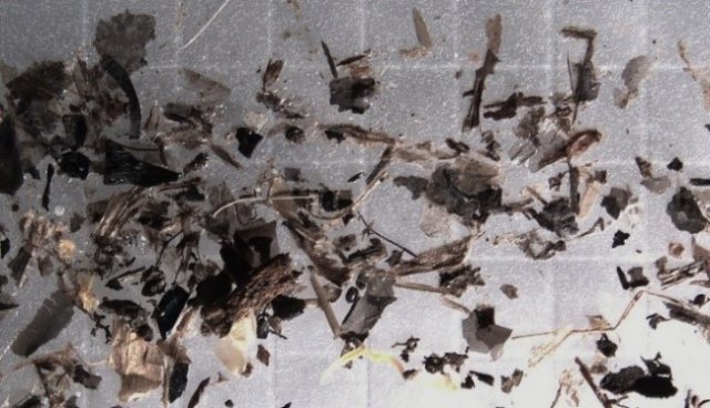 Example of plastic debris under a microscope from Region 3 sediment sample.