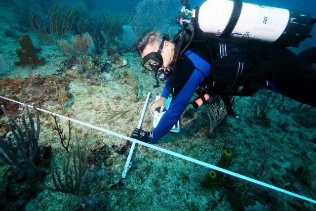 EPA Marine Scientist Bill Fisher diving