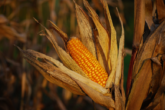 Cornfield