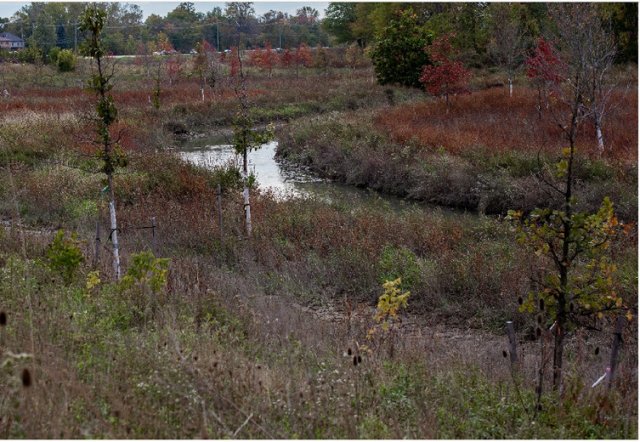 View of the upstream portion of Partridge Creek following successful Phase 2 restoration project.