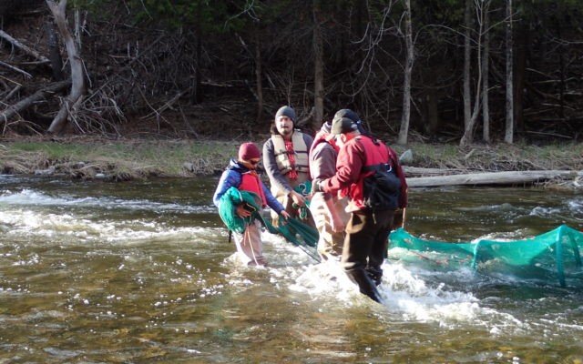 Cara O’Donnell and Sam St. John, Houlton Band of Maliseet Indians and Ross Jones and Robert Beaumaster, Department of Fisheries and Oceans Canada, setting fyke netting in the Meduxnekeag River. 