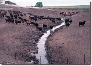 Stream runs through a pasture of cows