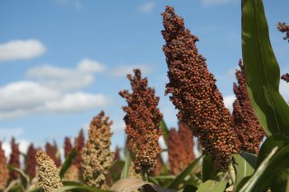 sorghum-feedstock