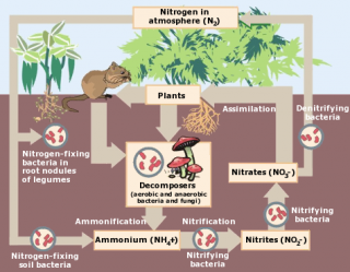 Photo illustrates pathways nitrogen follows from the air, via plants, into the ground and through various metamorphoses to end up in streams eventually.