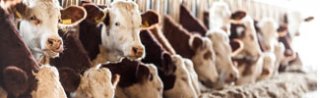 Picture of cows in a free stall barn