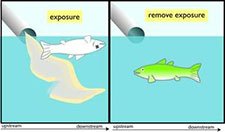 Figure 3-7a. shows that dead fish occurs when the causal agent is present but not when it is removed.