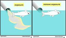 Figure 3-7b. shows that dead fish occurs either when the causal agent is present or when it is removed.