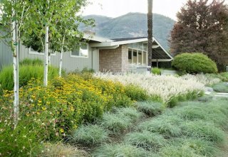 Grassy yard and house