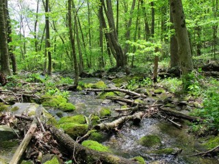 stream in forest