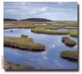 marsh