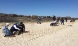 Volunteers plant beachgrass on Lobsterville Beach. Photo by Wampanoag Tribe of Gay Head Aquinnah Natural Resources Department