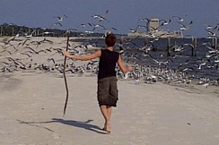 Child walking along beach with seagulls