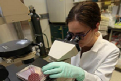 a scientist examining a liquid assay under a microscope