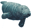 Illustration of a manatee