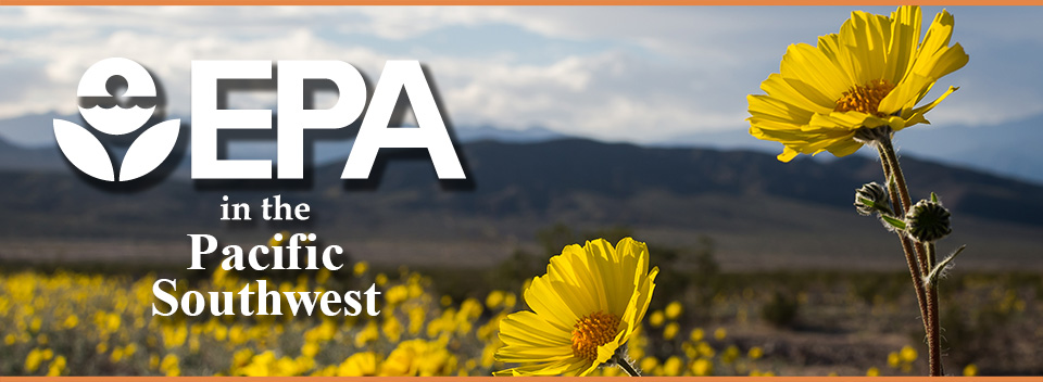 Death Valley National Park Landscape with yellow wildflowers in foreground - Fields of Desert Gold (Geraea canescens)