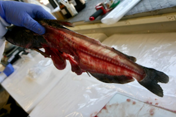 Gloved hand holding the intact remains of the fish – head, fins and bones.