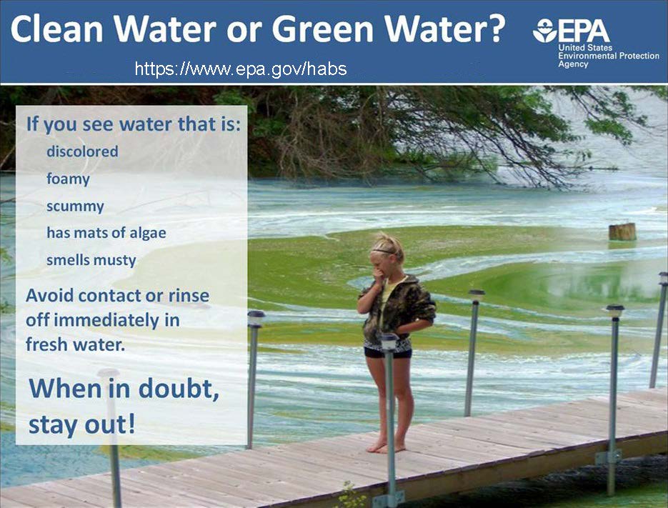 Avoid contact with water if you suspect a harmful algal bloom. When in doubt, stay out. Photo of a girl holding her nose.