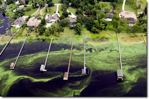 Aerial view of residential docks on a lake effected by algal blooms