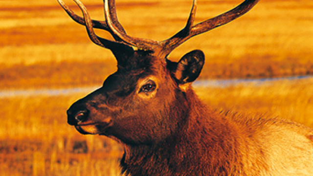 Elk