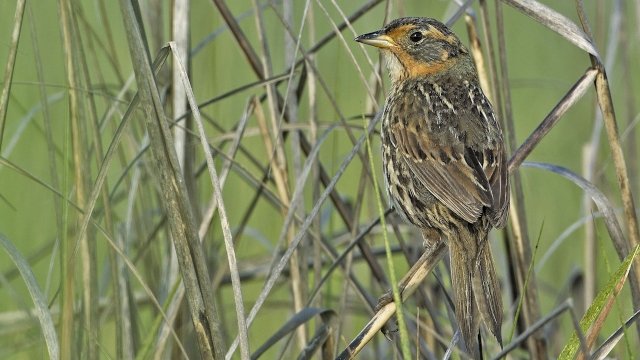 a salt marsh sparrow