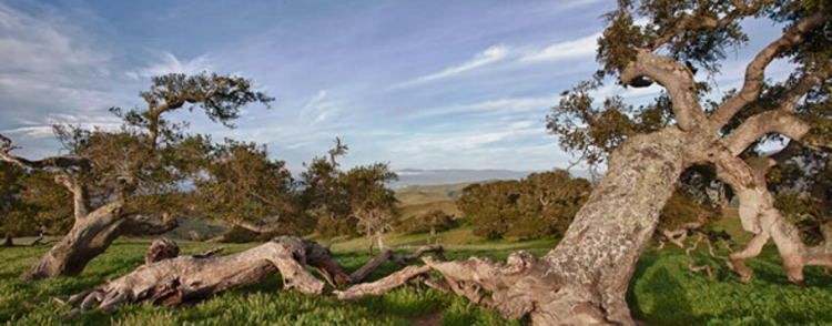 A scenic view of windswept trees