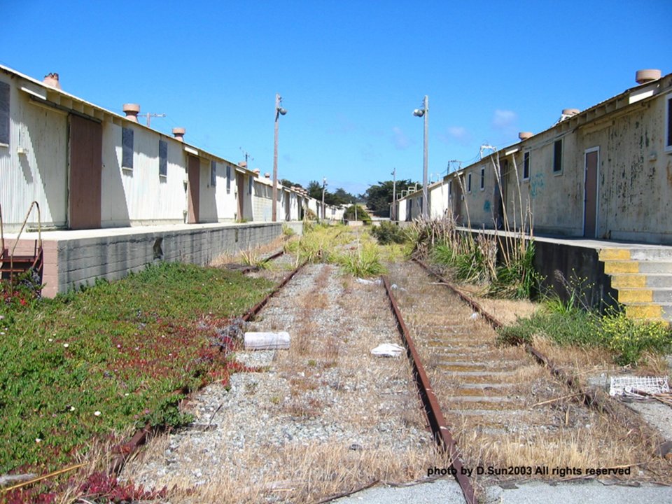 Train tracks running between buildings that have graffiti on them. Flowers and plants are growing on the tracks