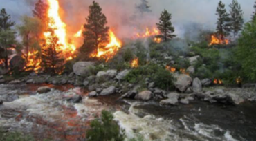 Wildfire burning conifer trees next to a river